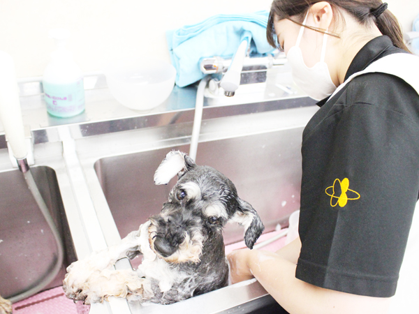 学校のモデル犬とトリミング実習♪